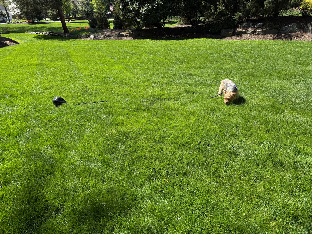 BoundBall: Founder's Edition